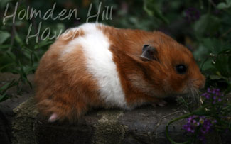 Fergie- Golden Tortoiseshell and White (Banded) Longhaired